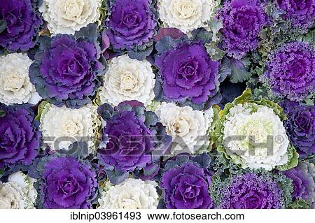 Ornamental cabbages View Large Photo Image Stock Image - Ornamental cabbages. Fotosearch