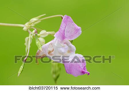 Stock Photography - "Ornamental Jewelweed or Himalayan Balsam (Impatiens glandulifera), flowering, North Rhine-Westphalia, Germany, Europe". Fotosearch