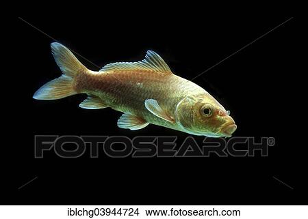 "Ornamental koi carp, Common Carp (Cyprinus carpio carpio), captive, France, Europe" View Large Photo Image Picture - "Ornamental koi carp, Common Carp (Cyprinus carpio carpio), captive, France, Europe". Fotosearch