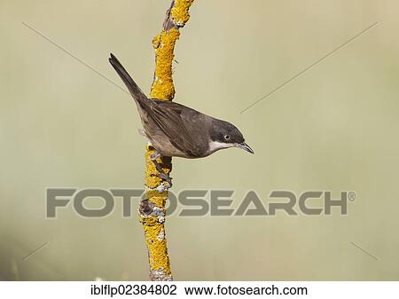 "Orphean Warbler (Sylvia hortensis) adult, perched on lichen covered twig, Castilla y Leon, Spain, Europe" View Large Photo Image Stock Image - "Orphean Warbler (Sylvia hortensis) adult, perched on lichen covered twig, Castilla y Leon, Spain, Europe". Fotosearch