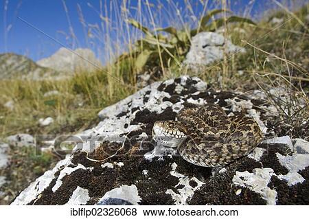 "Orsini's Viper (Vipera ursinii), adult, on rock in mountain habitat, Gran Sasso National Park, Apennines, Abruzzo, Italy, Europe" View Large Photo Image Stock Photo - "Orsini's Viper (Vipera ursinii), adult, on rock in mountain habitat, Gran Sasso National Park, Apennines, Abruzzo, Italy, Europe". Fotosearch