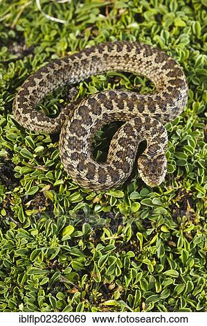Stock Photo - "Orsini's Viper (Vipera ursinii), adult, Gran Sasso National Park, Apennines, Abruzzo, Italy, Europe". Fotosearch