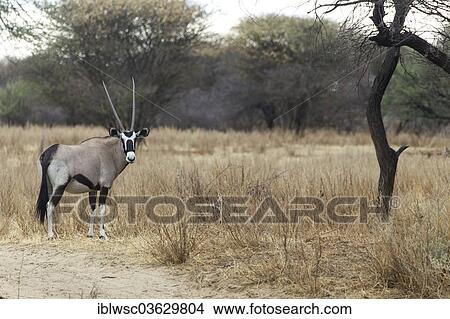 Picture - "Oryx, Gemsbok or Gemsbuck (Oryx gazella), Okapuka Ranch, Namibia, Africa". Fotosearch