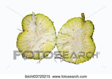 Stock Photography - "Osage Orange, Hedge Apple, Bodark or Bodock (Maclura pomifera), halved fruit, native to the southern U. S. ". Fotosearch