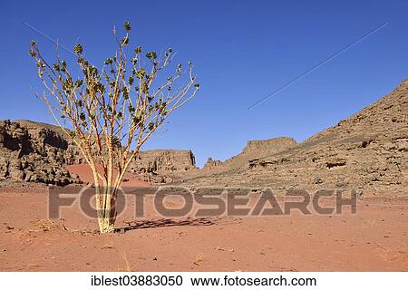 Stock Image - "Oscher tree or Rubberbush (Calotropis procera), Oued Bouhadian, Tadrart region, Tassili nâ€™Ajjer National Park, Unesco World Heritage Site, Sahara, Algeria, Africa". Fotosearch