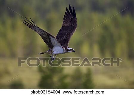"Osprey or Sea Hawk (Pandion haliaetus) in flight, Kajaani sub-region, Finland, Europe" View Large Photo Image Picture - "Osprey or Sea Hawk (Pandion haliaetus) in flight, Kajaani sub-region, Finland, Europe". Fotosearch