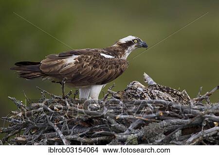 Picture - "Osprey or Sea Hawk (Pandion haliaetus) on an eyrie with young birds, Kajaani sub-region, Finland, Europe". Fotosearch