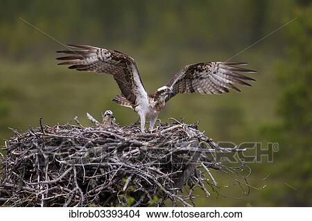 Picture - "Osprey or Sea Hawk (Pandion haliaetus) on an aerie with chicks, Kajaani sub-region, Finland, Europe". Fotosearch