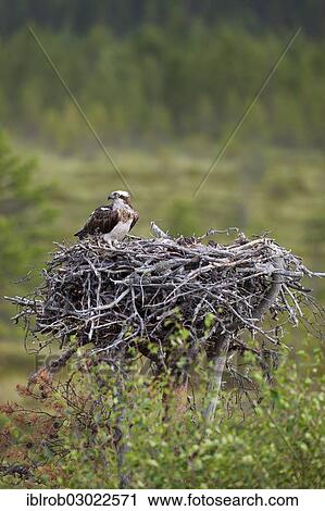"Osprey or Sea Hawk (Pandion haliaetus) perched on its eyrie, Kajaani sub-region, Finland, Europe" View Large Photo Image Stock Image - "Osprey or Sea Hawk (Pandion haliaetus) perched on its eyrie, Kajaani sub-region, Finland, Europe". Fotosearch
