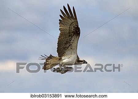 Stock Image - "Osprey or Sea Hawk (Pandion haliaetus) in flight with a seized fish, Kajaani sub-region, Finland, Europe". Fotosearch