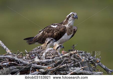 Stock Image - "Osprey or Sea Hawk (Pandion haliaetus) feeding young birds, Kajaani sub-region, Finland, Europe". Fotosearch