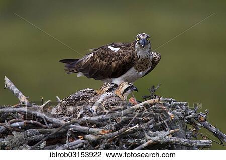 Stock Image - "Osprey or Sea Hawk (Pandion haliaetus) feeding young birds, Kajaani sub-region, Finland, Europe". Fotosearch