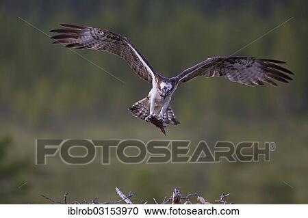 "Osprey or Sea Hawk (Pandion haliaetus) with nesting material approaching to land on an eyrie, Kajaani sub-region, Finland, Europe" View Large Photo Image Stock Image - "Osprey or Sea Hawk (Pandion haliaetus) with nesting material approaching to land on an eyrie, Kajaani sub-region, Finland, Europe". Fotosearch