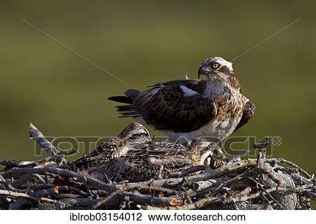 "Osprey or Sea Hawk (Pandion haliaetus) on an eyrie with young birds, Kajaani sub-region, Finland, Europe" View Large Photo Image Stock Image - "Osprey or Sea Hawk (Pandion haliaetus) on an eyrie with young birds, Kajaani sub-region, Finland, Europe". Fotosearch