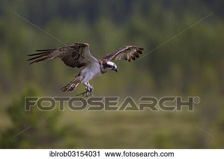 "Osprey or Sea Hawk (Pandion haliaetus) with nesting material approaching to land on an eyrie, Kajaani sub-region, Finland, Europe" View Large Photo Image Stock Image - "Osprey or Sea Hawk (Pandion haliaetus) with nesting material approaching to land on an eyrie, Kajaani sub-region, Finland, Europe". Fotosearch