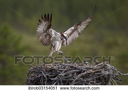 Stock Image - "Osprey or Sea Hawk (Pandion haliaetus) approaching to land on an eyrie, Kajaani sub-region, Finland, Europe". Fotosearch