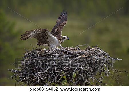 "Osprey or Sea Hawk (Pandion haliaetus) approaching to land on an eyrie, Kajaani sub-region, Finland, Europe" View Large Photo Image Stock Image - "Osprey or Sea Hawk (Pandion haliaetus) approaching to land on an eyrie, Kajaani sub-region, Finland, Europe". Fotosearch