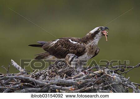 "Osprey or Sea Hawk (Pandion haliaetus) feeding young birds on an eyrie, Kajaani sub-region, Finland, Europe" View Large Photo Image Stock Image - "Osprey or Sea Hawk (Pandion haliaetus) feeding young birds on an eyrie, Kajaani sub-region, Finland, Europe". Fotosearch