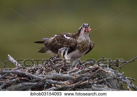 Stock Image - "Osprey or Sea Hawk (Pandion haliaetus) feeding young birds on an eyrie, Kajaani sub-region, Finland, Europe". Fotosearch