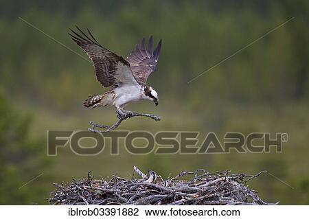 Stock Image - "Osprey or Sea Hawk (Pandion haliaetus) approaching to land with nesting material, Kajaani sub-region, Finland, Europe". Fotosearch