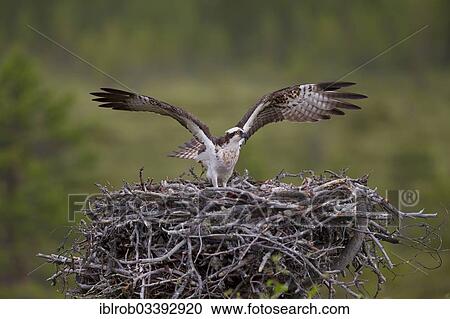 Stock Image - "Osprey or Sea Hawk (Pandion haliaetus) on an aerie with chicks, Kajaani sub-region, Finland, Europe". Fotosearch