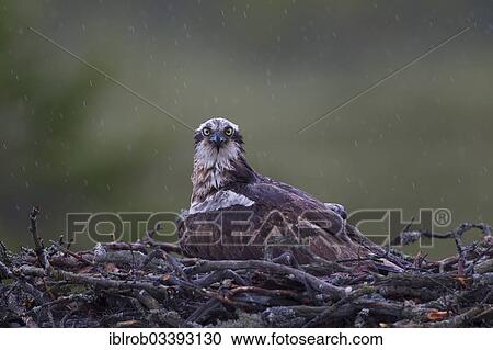 "Osprey or Sea Hawk (Pandion haliaetus) in an aerie, female protecting chicks from the rain, Kajaani sub-region, Finland, Europe" View Large Photo Image Stock Image - "Osprey or Sea Hawk (Pandion haliaetus) in an aerie, female protecting chicks from the rain, Kajaani sub-region, Finland, Europe". Fotosearch