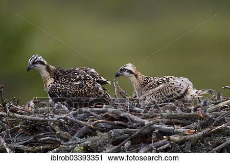 "Osprey or Sea Hawk (Pandion haliaetus) chicks in an aerie, Kajaani sub-region, Finland, Europe" View Large Photo Image Stock Image - "Osprey or Sea Hawk (Pandion haliaetus) chicks in an aerie, Kajaani sub-region, Finland, Europe". Fotosearch