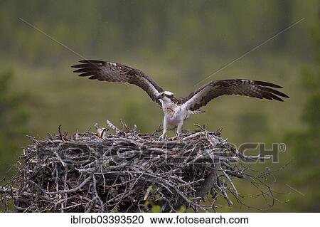Stock Image - "Osprey or Sea Hawk (Pandion haliaetus) landing on an aerie, Kajaani sub-region, Finland, Europe". Fotosearch