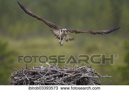 Stock Image - "Osprey or Sea Hawk (Pandion haliaetus) in flight above an aerie, Kajaani sub-region, Finland, Europe". Fotosearch