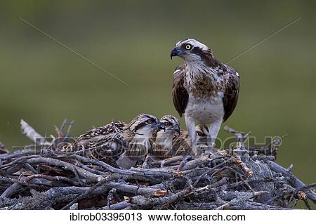 "Osprey or Sea Hawk (Pandion haliaetus) in an aerie with chicks, Kajaani sub-region, Finland, Europe" View Large Photo Image Stock Image - "Osprey or Sea Hawk (Pandion haliaetus) in an aerie with chicks, Kajaani sub-region, Finland, Europe". Fotosearch