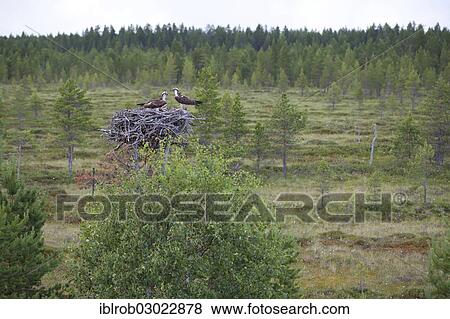 "Osprey or Sea Hawk (Pandion haliaetus) pair on an eyrie, Kajaani sub-region, Finland, Europe" View Large Photo Image Stock Photo - "Osprey or Sea Hawk (Pandion haliaetus) pair on an eyrie, Kajaani sub-region, Finland, Europe". Fotosearch
