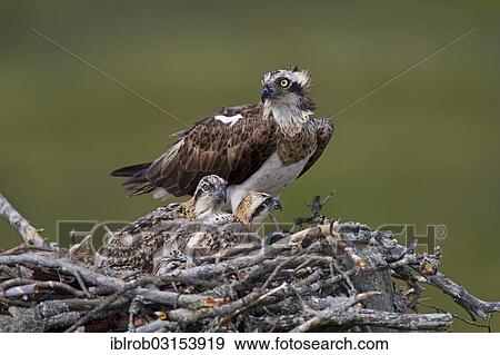 Stock Photo - "Osprey or Sea Hawk (Pandion haliaetus) feeding young birds, Kajaani sub-region, Finland, Europe". Fotosearch