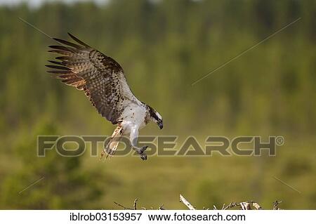 "Osprey or Sea Hawk (Pandion haliaetus) approaching to land, Kajaani sub-region, Finland, Europe" View Large Photo Image Stock Photo - "Osprey or Sea Hawk (Pandion haliaetus) approaching to land, Kajaani sub-region, Finland, Europe". Fotosearch