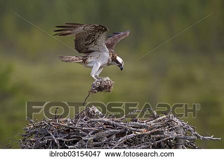 "Osprey or Sea Hawk (Pandion haliaetus) with nesting material approaching to land on an eyrie, Kajaani sub-region, Finland, Europe" View Large Photo Image Stock Photo - "Osprey or Sea Hawk (Pandion haliaetus) with nesting material approaching to land on an eyrie, Kajaani sub-region, Finland, Europe". Fotosearch