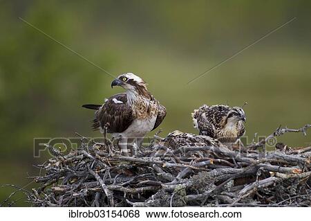 "Osprey or Sea Hawk (Pandion haliaetus) on an eyrie with young birds, Kajaani sub-region, Finland, Europe" View Large Photo Image Stock Photo - "Osprey or Sea Hawk (Pandion haliaetus) on an eyrie with young birds, Kajaani sub-region, Finland, Europe". Fotosearch