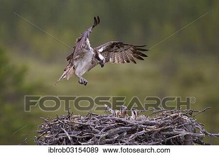 "Osprey or Sea Hawk (Pandion haliaetus) approaching to land on an eyrie, Kajaani sub-region, Finland, Europe" View Large Photo Image Stock Photo - "Osprey or Sea Hawk (Pandion haliaetus) approaching to land on an eyrie, Kajaani sub-region, Finland, Europe". Fotosearch