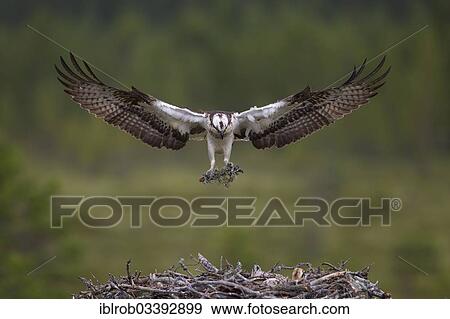 Stock Photo - "Osprey or Sea Hawk (Pandion haliaetus) approaching to land with nesting material, Kajaani sub-region, Finland, Europe". Fotosearch