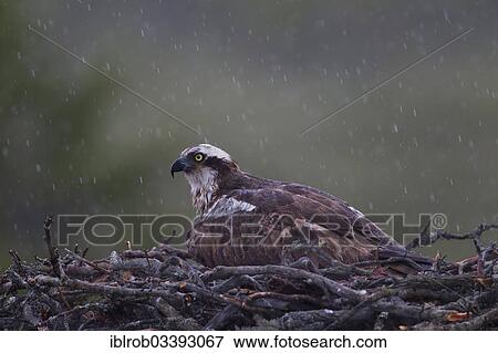 Stock Photo - "Osprey or Sea Hawk (Pandion haliaetus) in an aerie, female protecting chicks from the rain, Kajaani sub-region, Finland, Europe". Fotosearch