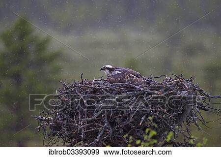 "Osprey or Sea Hawk (Pandion haliaetus) in an aerie, female protecting chicks from the rain, Kajaani sub-region, Finland, Europe" View Large Photo Image Stock Photo - "Osprey or Sea Hawk (Pandion haliaetus) in an aerie, female protecting chicks from the rain, Kajaani sub-region, Finland, Europe". Fotosearch