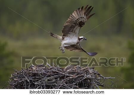 Stock Photo - "Osprey or Sea Hawk (Pandion haliaetus) in flight above an aerie, Kajaani sub-region, Finland, Europe". Fotosearch