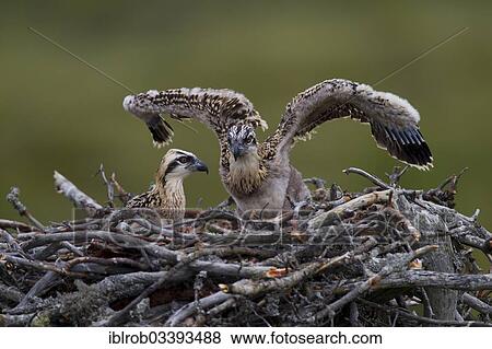 "Osprey or Sea Hawk (Pandion haliaetus) chicks in an aerie, Kajaani sub-region, Finland, Europe" View Large Photo Image Stock Photo - "Osprey or Sea Hawk (Pandion haliaetus) chicks in an aerie, Kajaani sub-region, Finland, Europe". Fotosearch