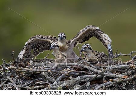 Stock Photo - "Osprey or Sea Hawk (Pandion haliaetus) chicks in an aerie, Kajaani sub-region, Finland, Europe". Fotosearch