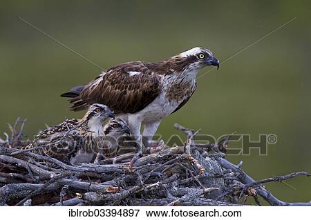Stock Photo - "Osprey or Sea Hawk (Pandion haliaetus) in an aerie with chicks, Kajaani sub-region, Finland, Europe". Fotosearch