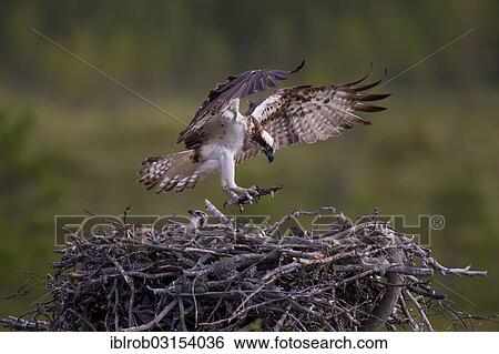 "Osprey or Sea Hawk (Pandion haliaetus) with nesting material approaching to land on an eyrie, Kajaani sub-region, Finland, Europe" View Large Photo Image Stock Photograph - "Osprey or Sea Hawk (Pandion haliaetus) with nesting material approaching to land on an eyrie, Kajaani sub-region, Finland, Europe". Fotosearch
