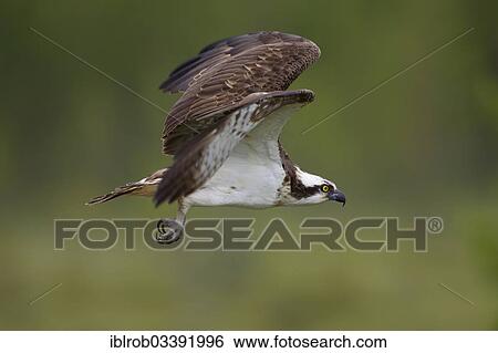 "Osprey or Sea Hawk (Pandion haliaetus) in flight, Kajaani sub-region, Finland, Europe" View Large Photo Image Stock Photograph - "Osprey or Sea Hawk (Pandion haliaetus) in flight, Kajaani sub-region, Finland, Europe". Fotosearch