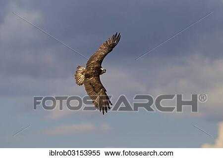 Stock Photography - "Osprey or Sea Hawk (Pandion haliaetus) in flight, Kajaani sub-region, Finland, Europe". Fotosearch