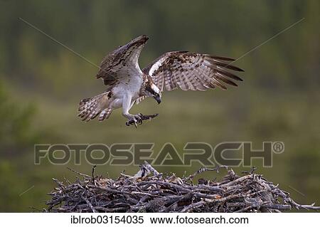 "Osprey or Sea Hawk (Pandion haliaetus) with nesting material approaching to land on an eyrie, Kajaani sub-region, Finland, Europe" View Large Photo Image Stock Photography - "Osprey or Sea Hawk (Pandion haliaetus) with nesting material approaching to land on an eyrie, Kajaani sub-region, Finland, Europe". Fotosearch