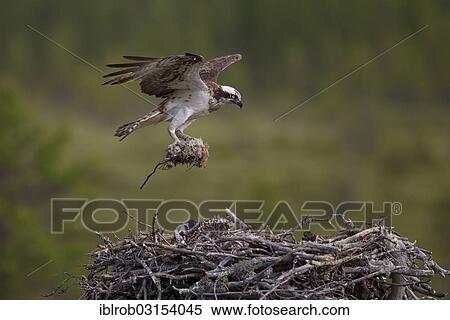 Stock Photography - "Osprey or Sea Hawk (Pandion haliaetus) with nesting material approaching to land on an eyrie, Kajaani sub-region, Finland, Europe". Fotosearch