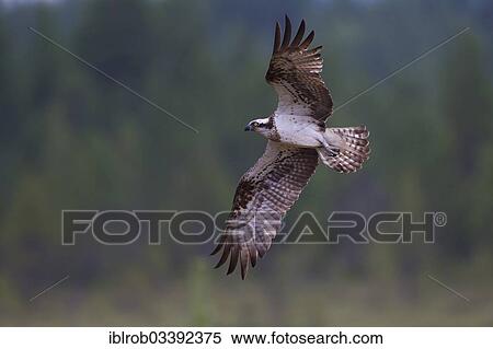 "Osprey or Sea Hawk (Pandion haliaetus) in flight, Kajaani sub-region, Finland, Europe" View Large Photo Image Stock Photography - "Osprey or Sea Hawk (Pandion haliaetus) in flight, Kajaani sub-region, Finland, Europe". Fotosearch