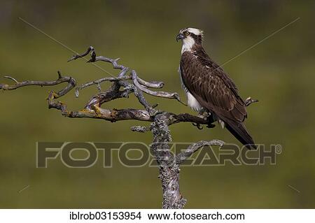 Picture - "Osprey or Sea Hawk (Pandion haliaetus), Kajaani sub-region, Finland, Europe". Fotosearch